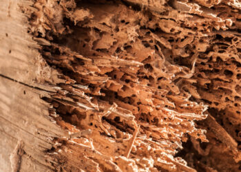 Holzschaden durch Schädlingsbefall