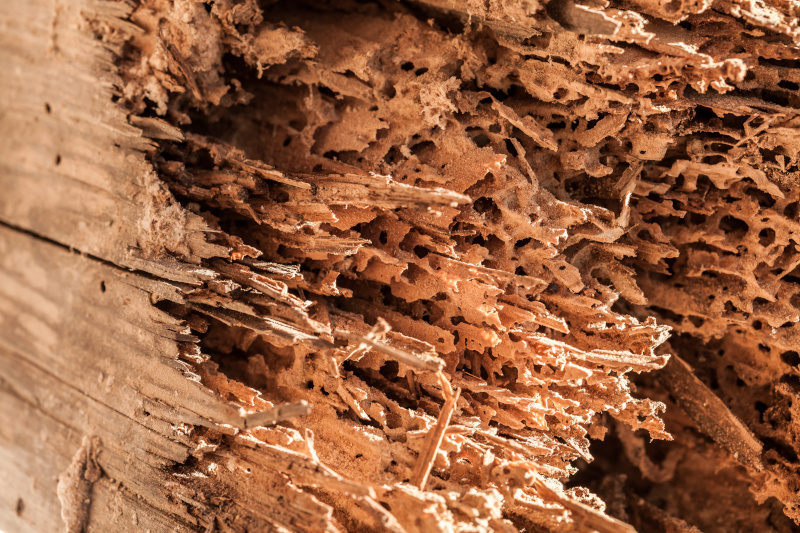 Holzschaden durch Schädlingsbefall