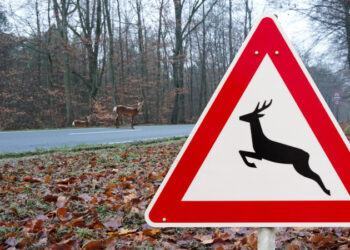 Wildwechsel im Herbst