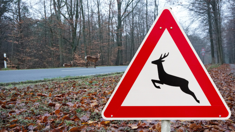 Wildwechsel im Herbst