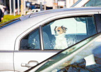 Hund im Auto eingesperrt