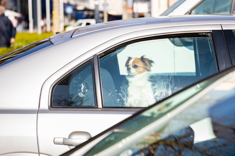 Hund im Auto eingesperrt