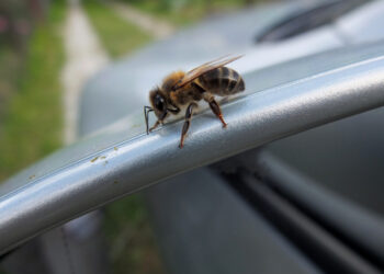 Wespe im Auto