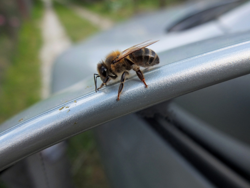 Wespe im Auto