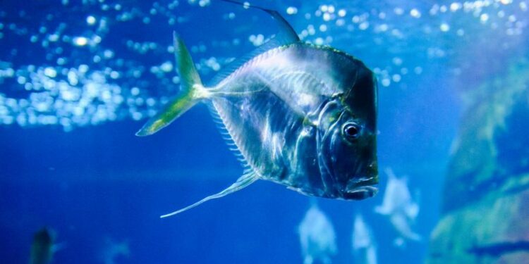 Faszination Meereswelt im Sea Life Berlin