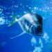 Faszination Meereswelt im Sea Life Berlin