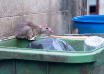 Ratte im Müll