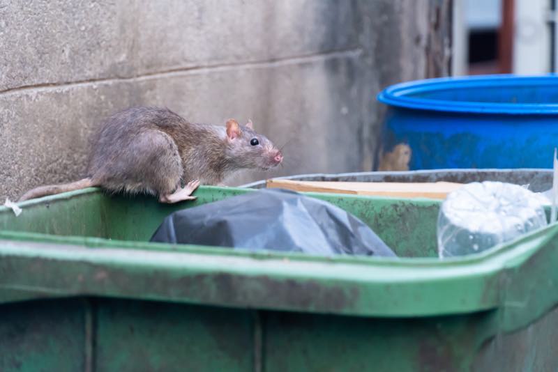 Ratte im Müll